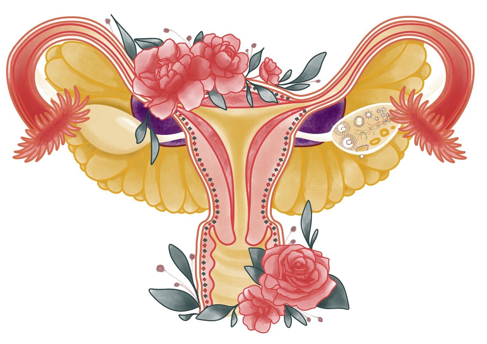 uterus ovaires anatomie fleurit trompes 