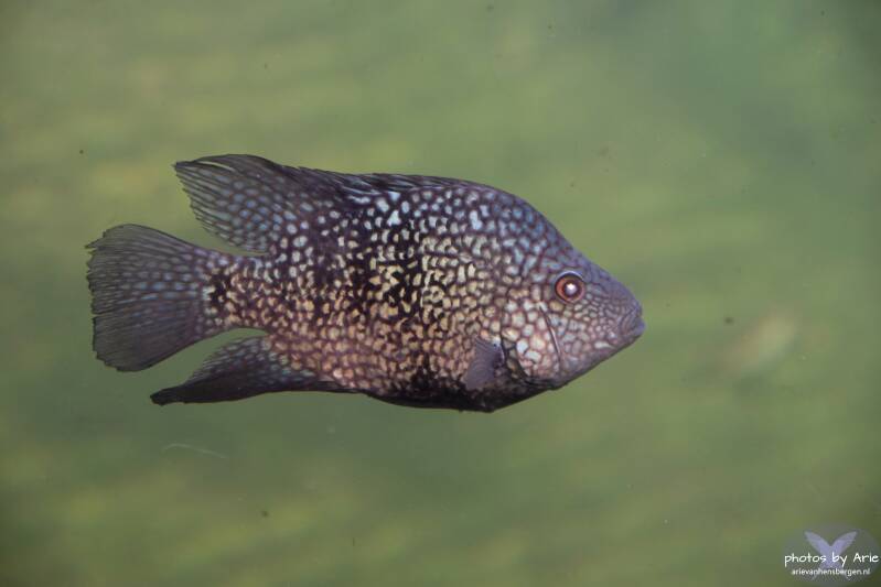 20220621-dsc_4869parelmoercichlide-1nm.jpg