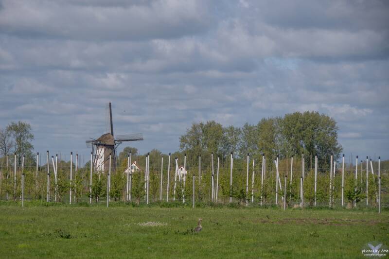 20240426-dsc_6013-1-nm-groot-standard.jpg