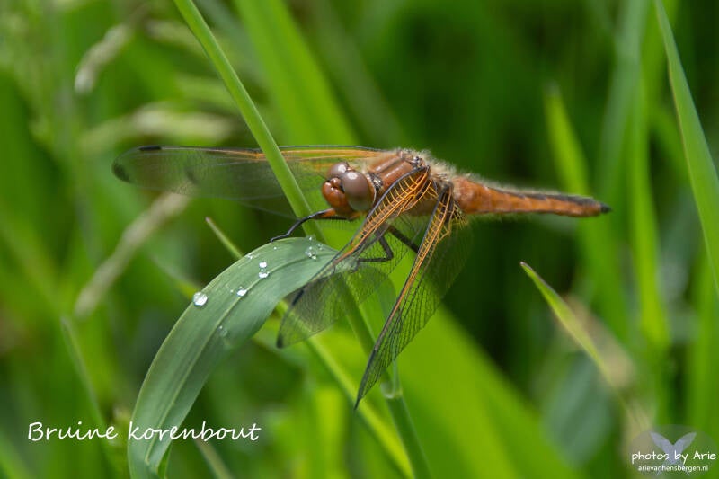 20260520-dsc_6122-1-t-standard.jpg