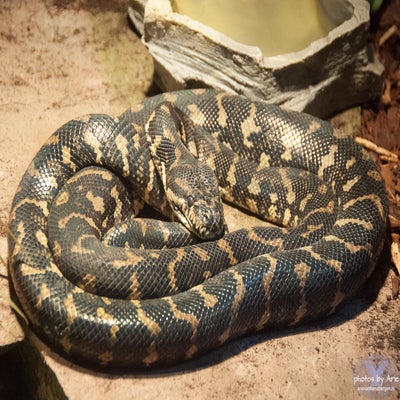 20180817-dsc_3123-1tapijtpythonnm.jpg