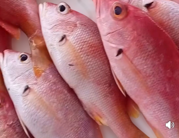 fish