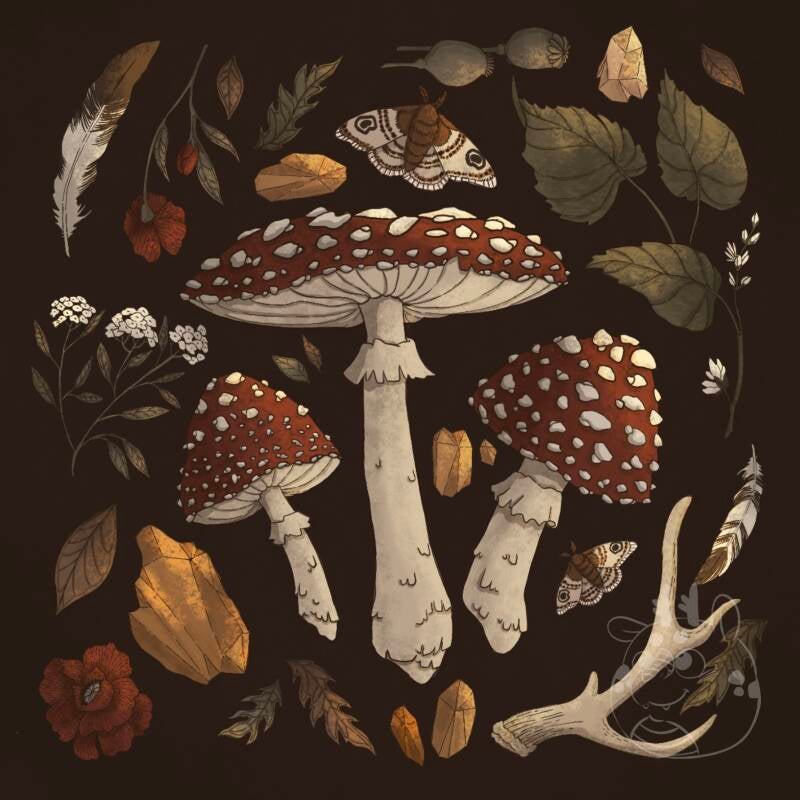 Botanisch geïnspireerde illustratie van een van mijn favoriete paddenstoelen de vliegenzwam