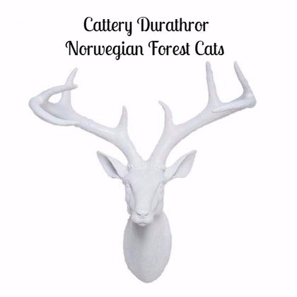 Cattery Durathror Cattery Durathror