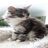 Tigerlily22-10-20172.jpg