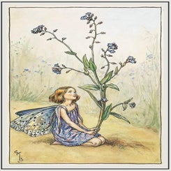 forget-me-not-standard.jpg