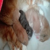 kittenlindis7.jpg