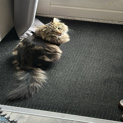 img-20241218-wa0021-standard.jpg