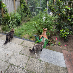 img-20250523-wa0018-standard.png