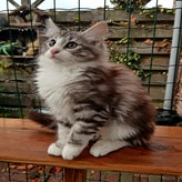 Lillemor27-10-20183.jpg