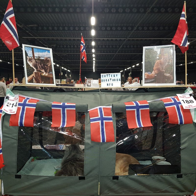balthengideonindesturdi-1.jpg