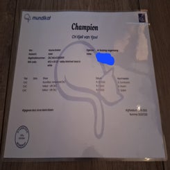 championcertificaat.jpeg