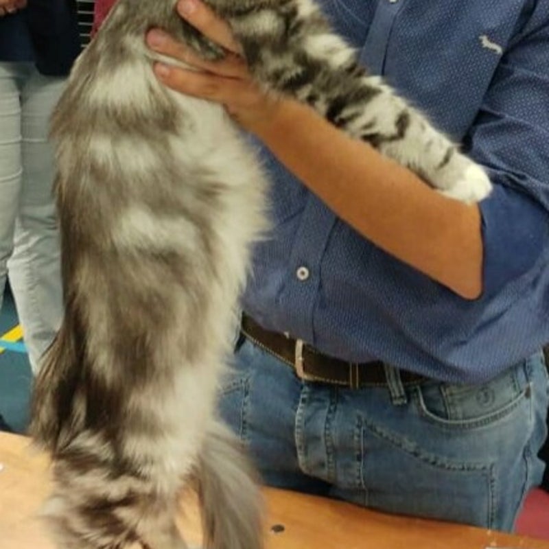 lillpaashowgroningen.jpg