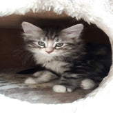 Tigerlily10-09-20173.jpg