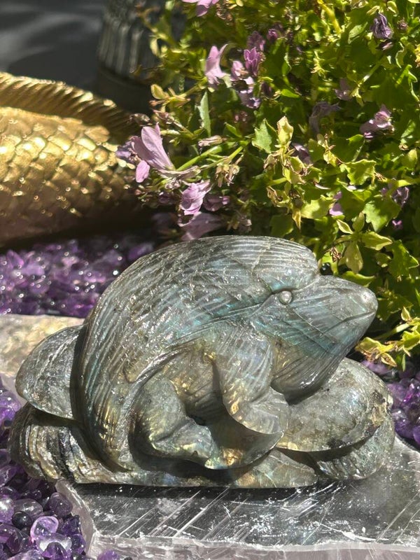 Labradoriet Egel
