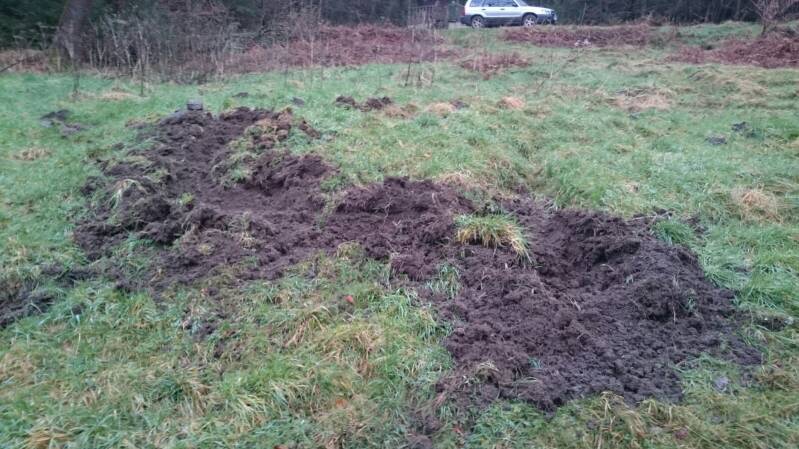 Wildschaden vom Schwarzwild