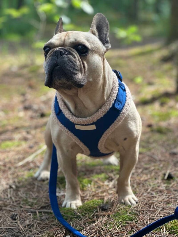 The Cabin Dog Harness - Loch