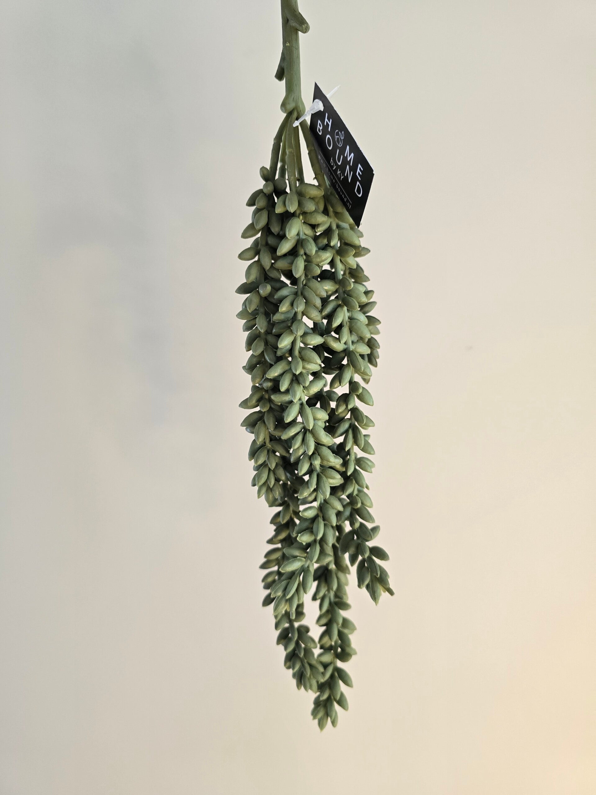 Erwtenplantje groen
