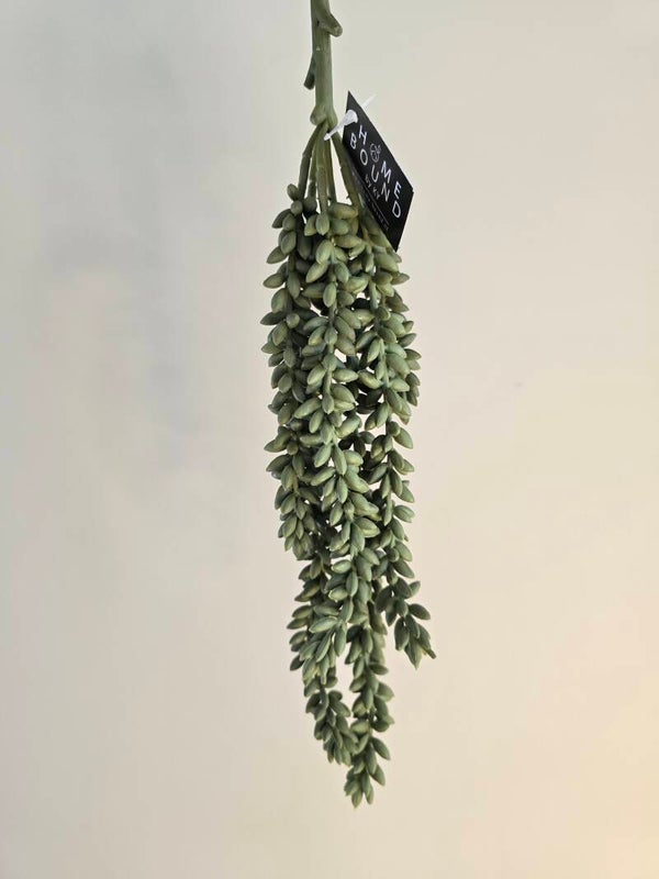 Erwtenplantje groen