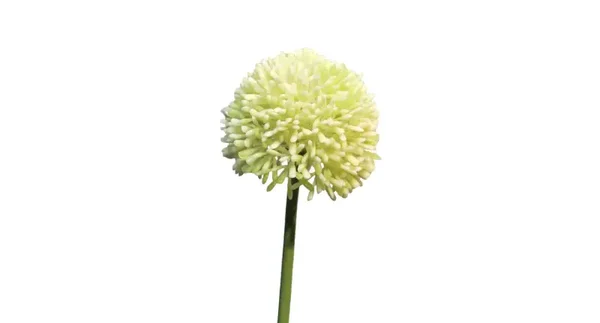 Allium globemaster cream /green