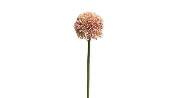 Allium globemaster pink