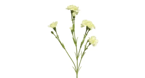 Dianthus creme