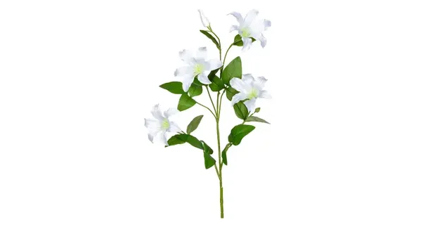 Clematis wit