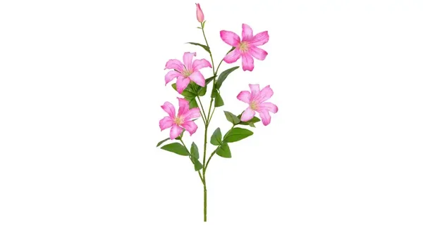 Clematis roze