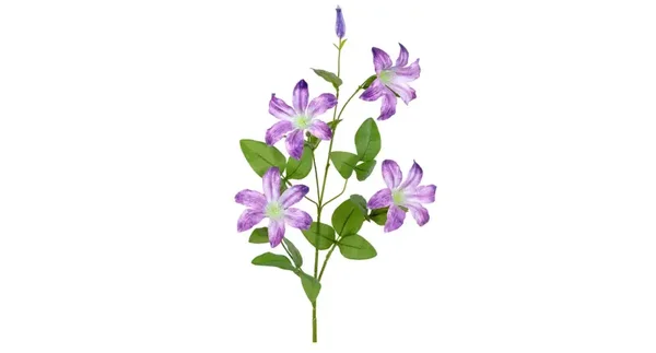 Clematis  lila