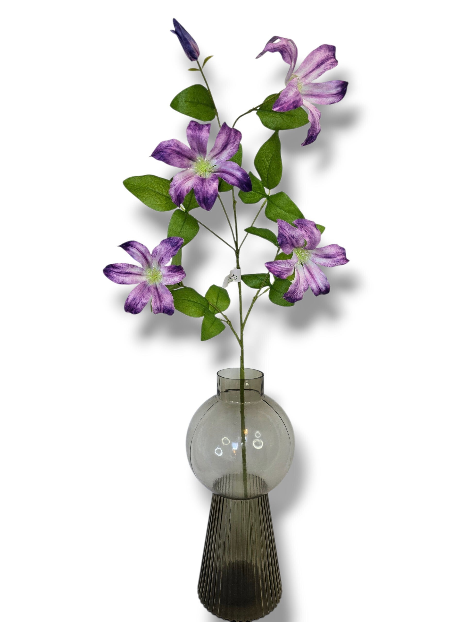 Clematis  lila