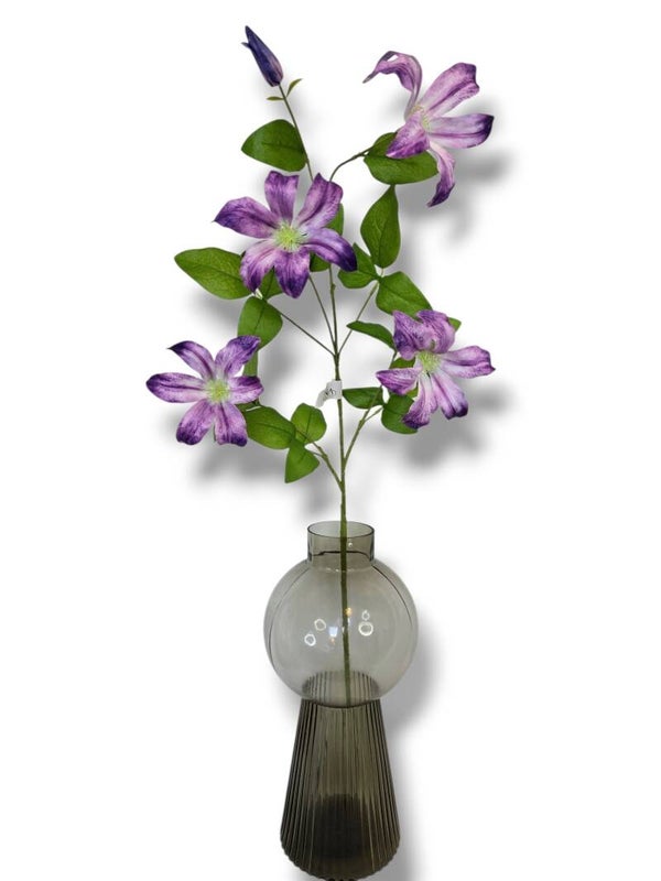 Clematis  lila