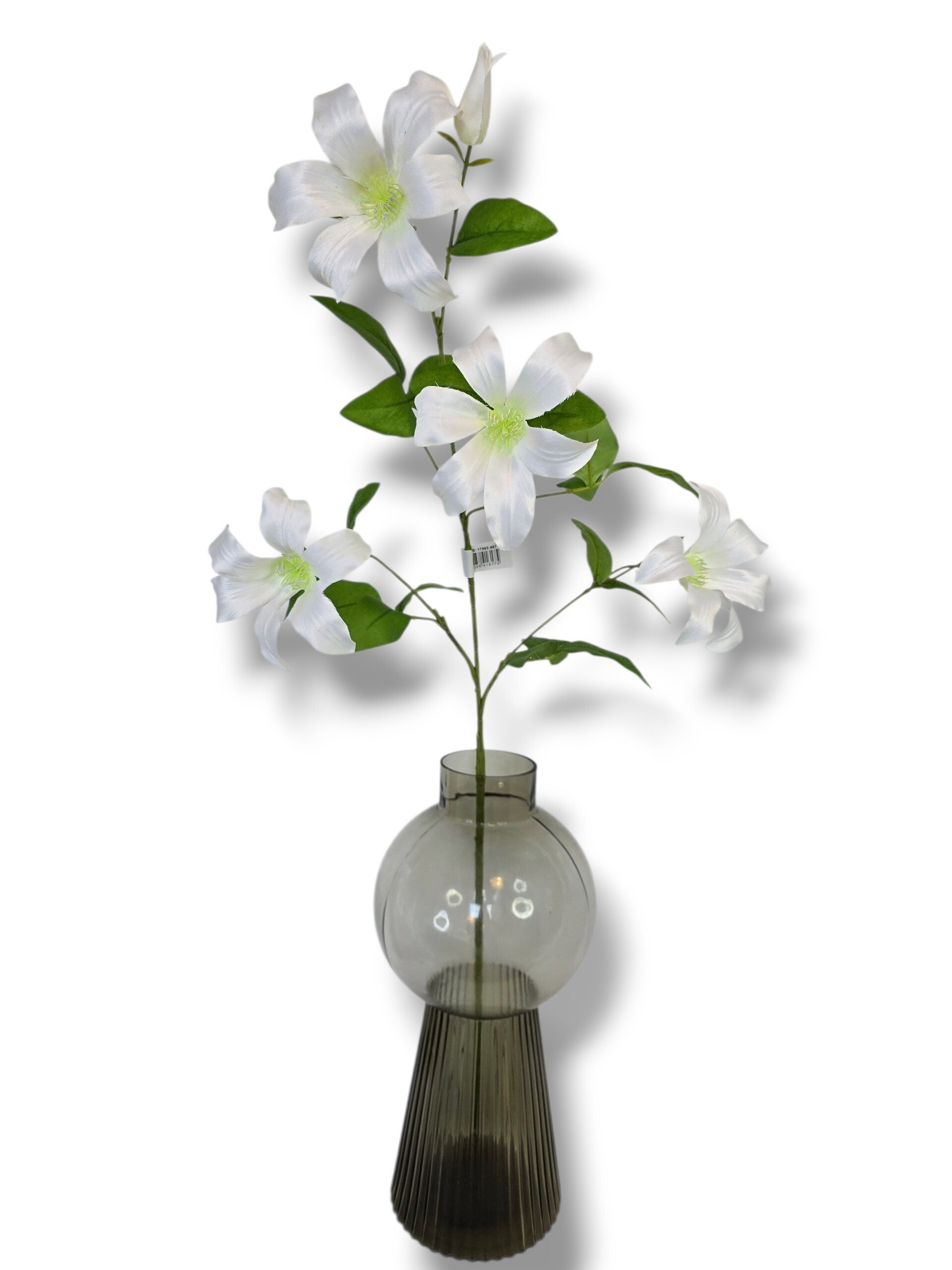 Clematis wit