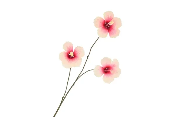 Silk hibiscus champagne