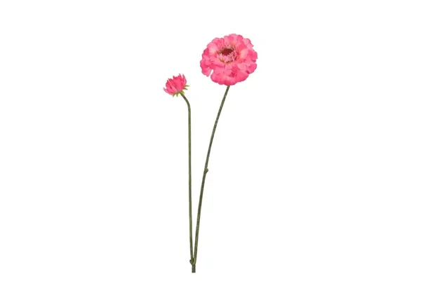 Silk zinnia fuchsia