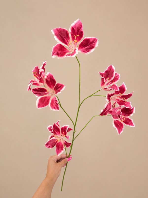 Sierlelie rood/wit