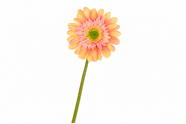 Silk gerbera peach/light pink
