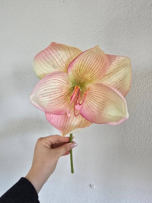 Amaryllis