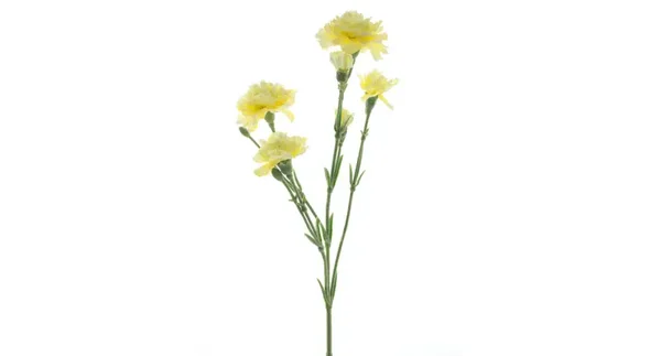 Dianthus geel