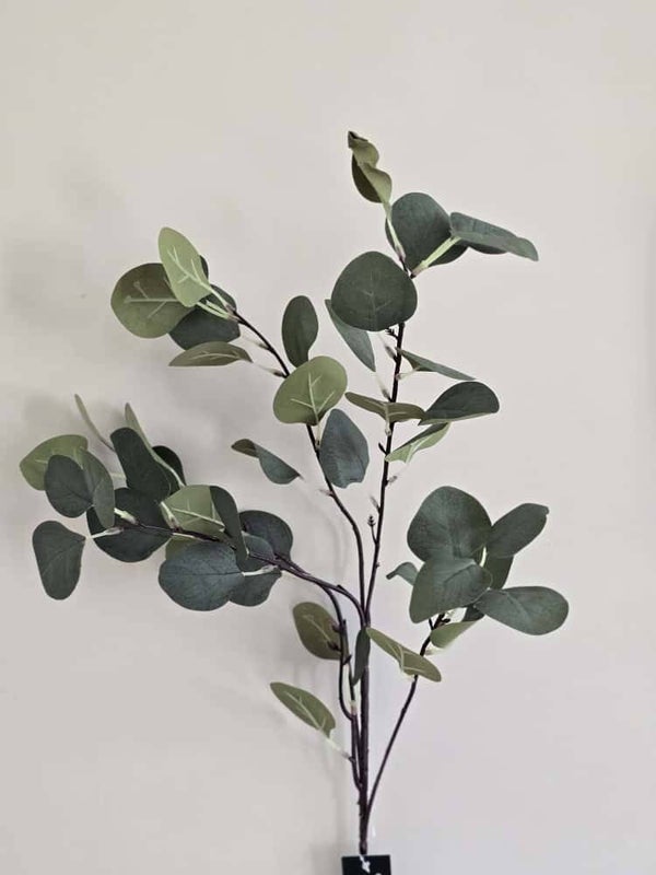 Eucalyptus tak | Countryfield