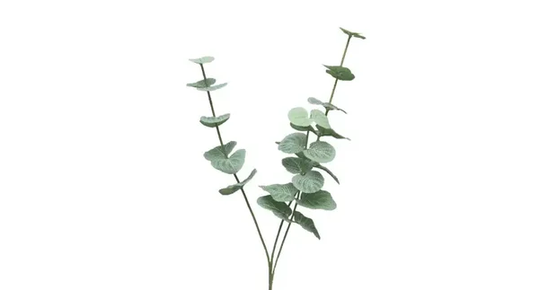 Eucalyptus cinera