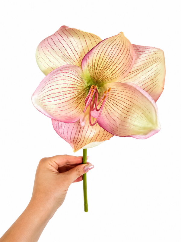 Amaryllis