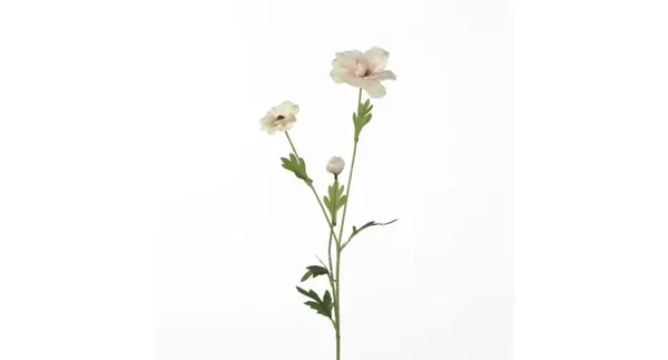 Ranunculus Butterfly Pink