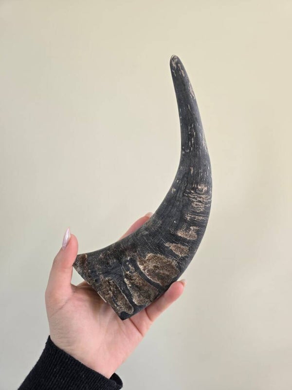 Hoorn buffel 25 cm