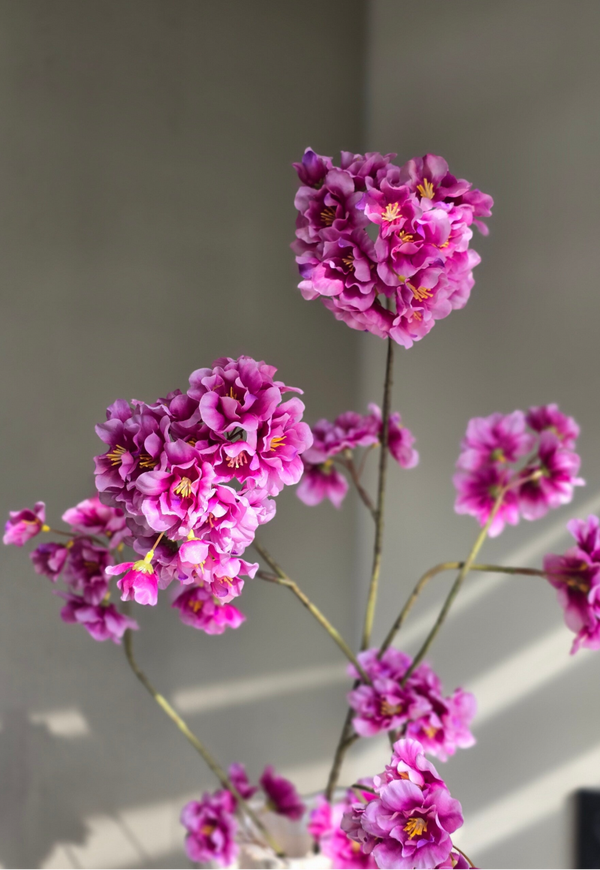 Bloesemtak Beauty