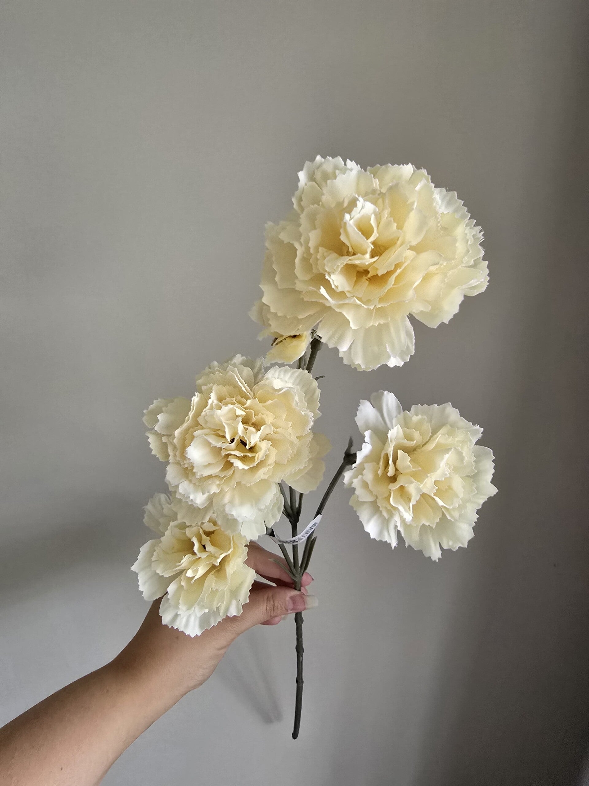 Dianthus creme