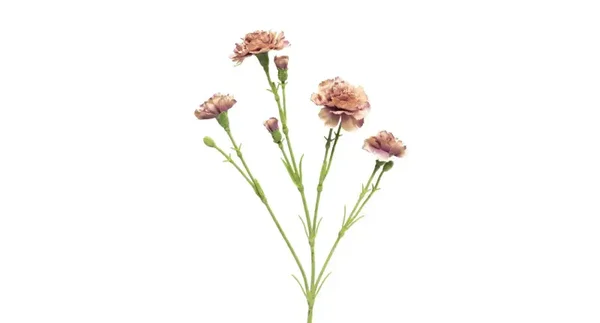 Dianthus lavender