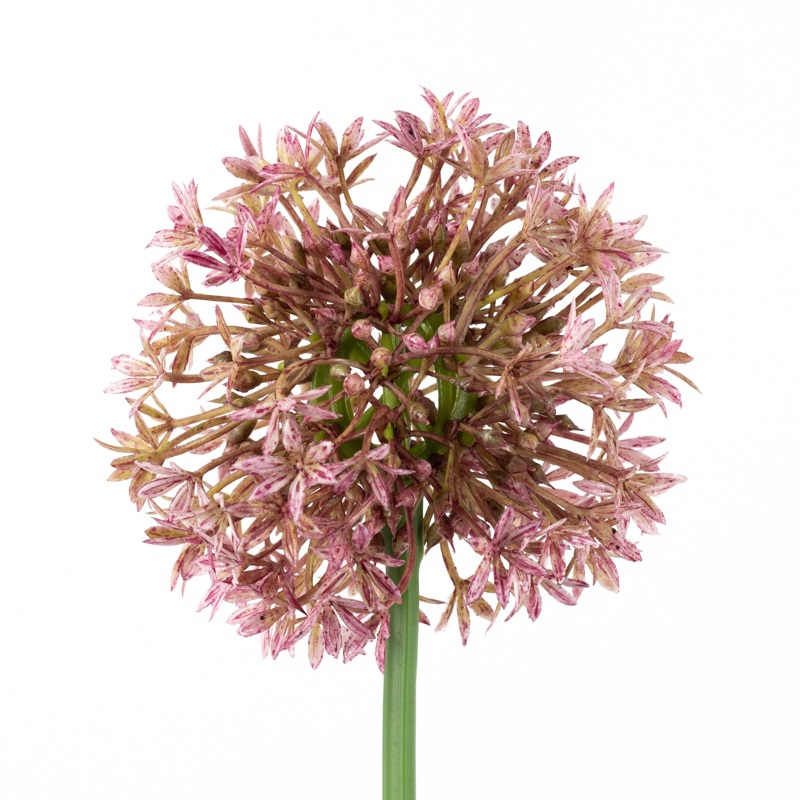 Kunstbloem lente-ui bol 68cm fuchsia