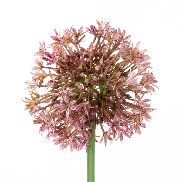 Kunstbloem lente-ui bol 68cm fuchsia