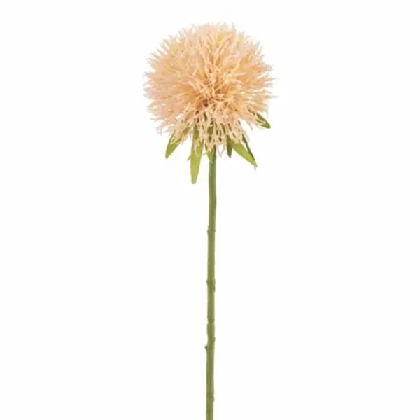 Allium roze