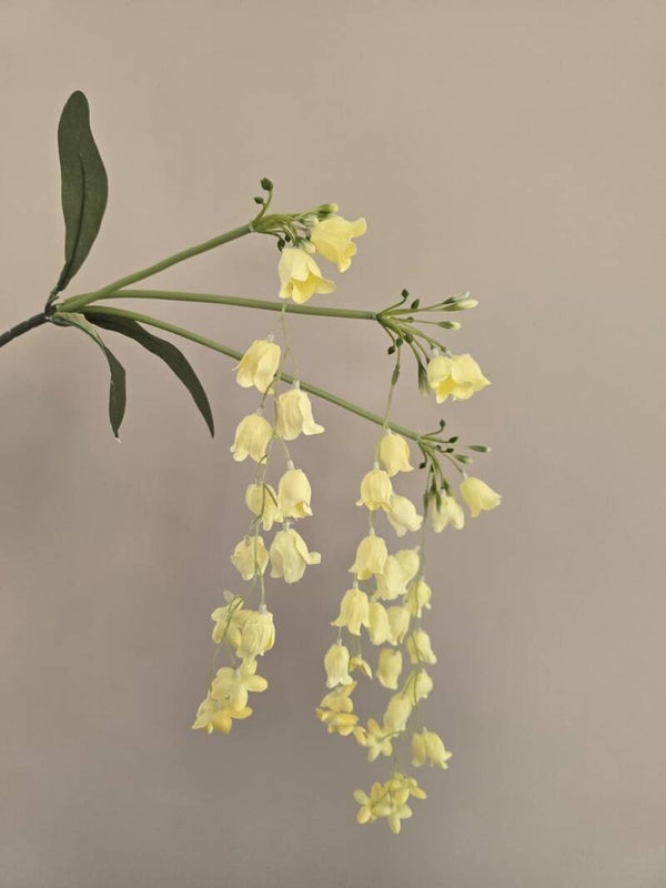 Wisteria geel
